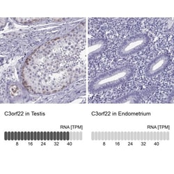 C3orf22 Antibody, Novus Biologicals:Antibodies:Primary Antibodies